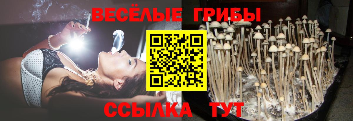 Псилоцибиновые грибы GOLDEN TEACHER  Галлюциногенные грибы Psilocybe  продажа наркотиков  Чайковский  Вход с VPN 